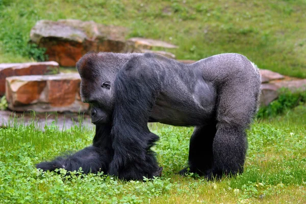 Gorillas Sind Die Größte Überlebende Primatenart Sind Bodenbewohnende Vorwiegend Pflanzenfressende — Stockfoto