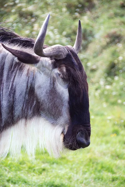 Antilop Gnu Antilopgiller Connochaetes Familyasından Bir Antilop Türü Toynaklı Bir — Stok fotoğraf