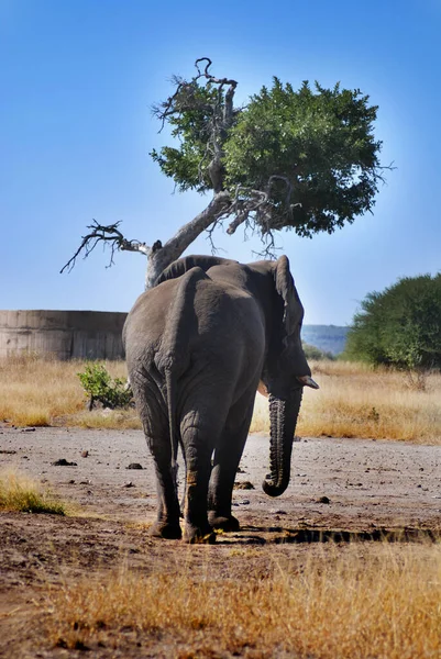 Elefant Krüger Park Südafrika — Stockfoto