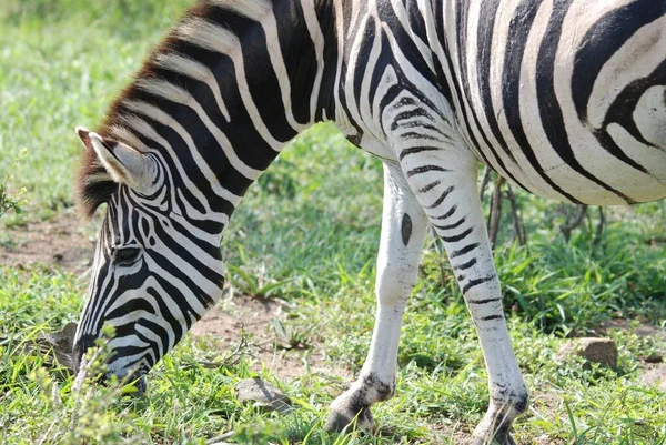 Hluhluwe Imfolozi Park Південна Африка Burchell Zebra Equus Quagga Burchellii — стокове фото