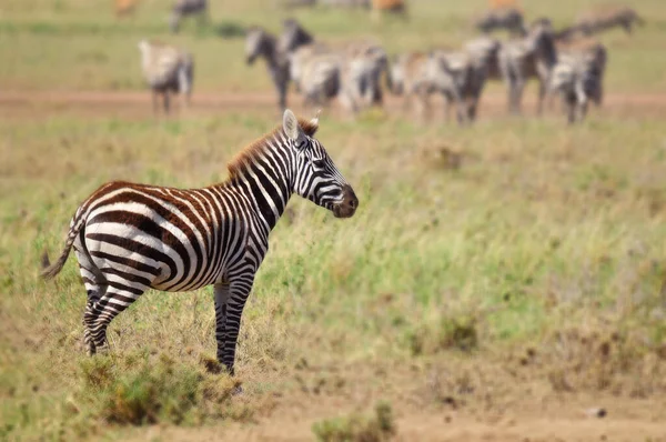 Zebras Serengeti Tanzania Serengeti Ospita Più Grande Migrazione Mammiferi Del — Foto Stock