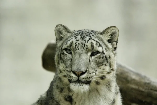 Leopardo Nieve Gran Gato Nativo Las Cordilleras Asia Central Meridional — Foto de Stock