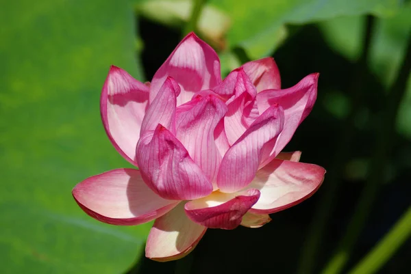 Pink Lotus Flower Isolated Green Background — Stock Photo, Image