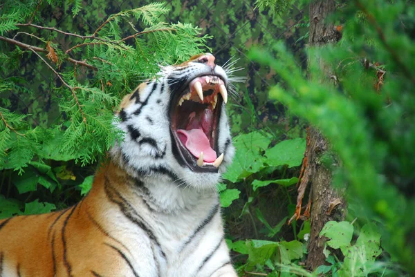Tigre Panthera Tigris Membre Famille Des Felidae Est Grand Des — Photo
