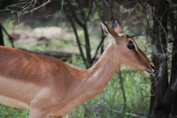 Hluhluwe Imfolozi Park Sudáfrica Impala Aepyceros Melampus Antílope Tamaño Mediano —  Fotos de Stock