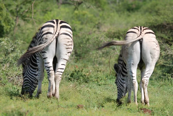 Hluhluwe Imfolozi Park Republika Południowej Afryki Burchell Zebra Equus Quagga — Zdjęcie stockowe