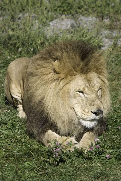 Lejonet Fyra Stora Katterna Släktet Panthera Och Medlem Familjen Felidae — Stockfoto