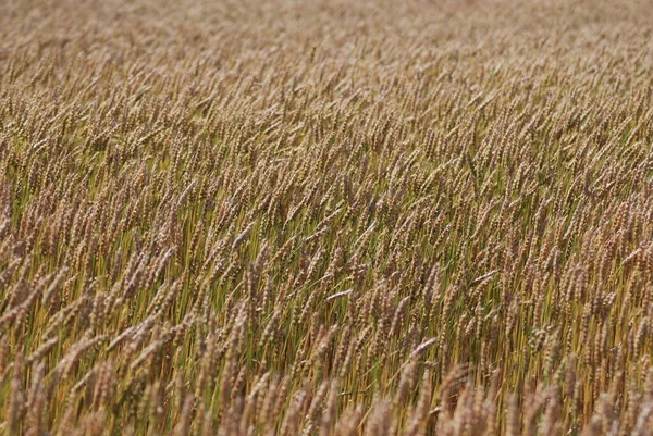 Weizenfeld Ländlichen Raum — Stockfoto