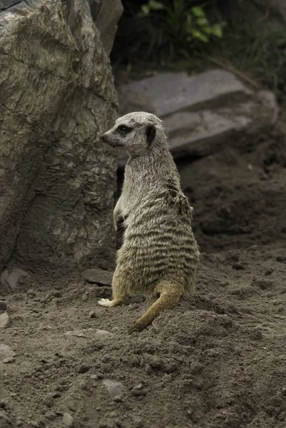 Meerkat Або Сурікат Маленький Хижак Належить Родини Мангусів Живе Пустелі — стокове фото