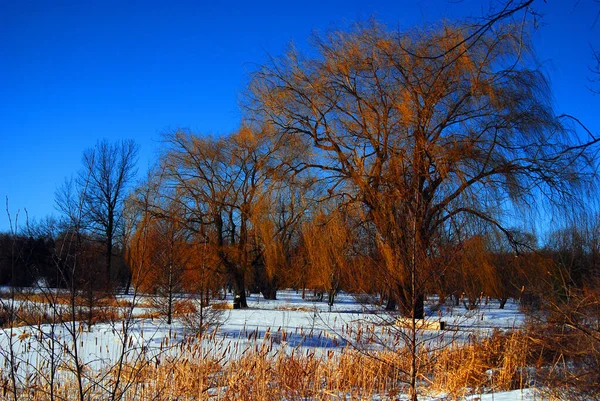 Bela Paisagem Inverno Com Neve Árvores — Fotografia de Stock
