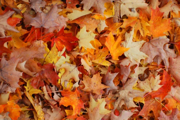 Nahaufnahme Der Bäume Der Herbstsaison Flora Herbst — Stockfoto