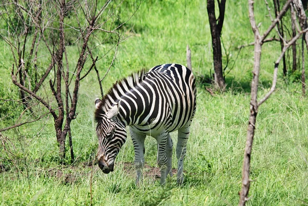 Zebra Hluhluwe Imfolosi Park South Afrfica — стокове фото