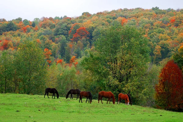 Brown young horse in field in fall season in Bromont, Quebec