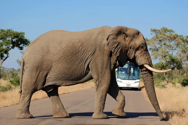 Kruger Park Sudáfrica Mayo Elefante Cruza Una Calle Justo Frente —  Fotos de Stock