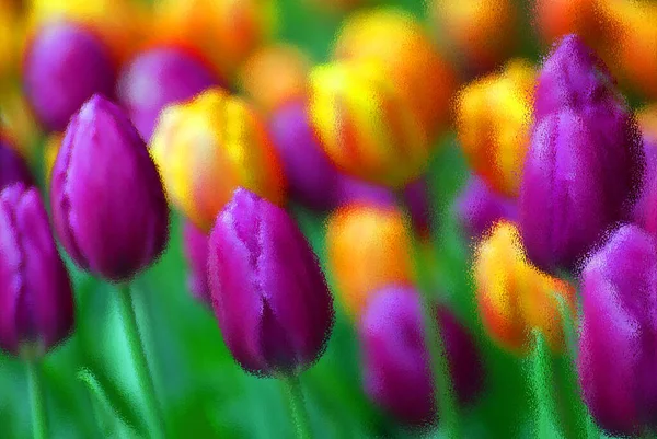 Тюльпаны Саду Уистлера — стоковое фото