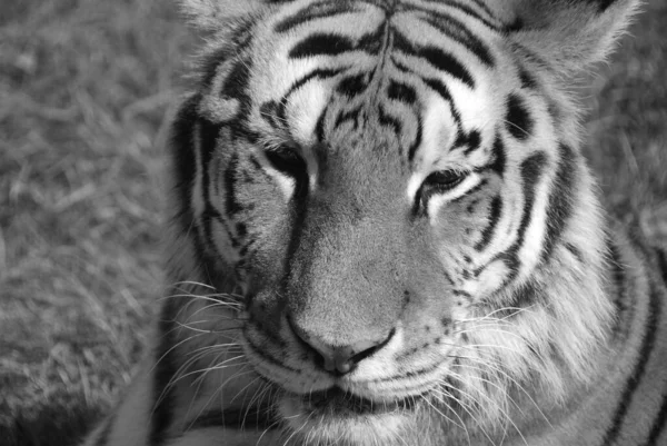 Gros Plan Visage Tigre Sibérien — Photo