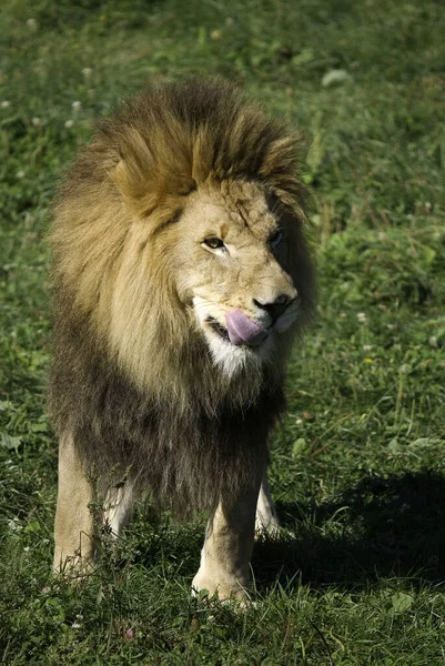 León Macho Altamente Distintivo León Macho Fácilmente Reconocido Por Melena — Foto de Stock