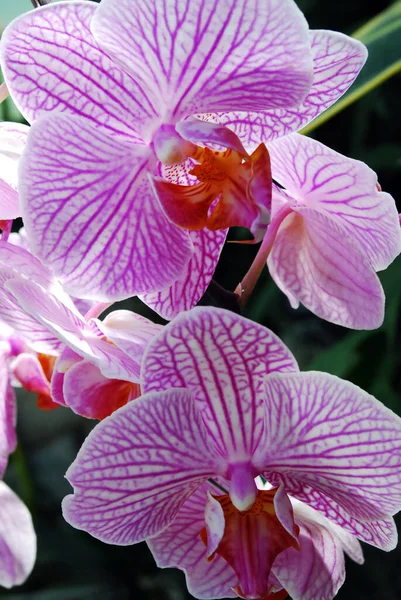 Orchidaceae Zróżnicowana Powszechna Rodzina Roślin Kwitnących Kwiatami Które Często Kolorowe — Zdjęcie stockowe