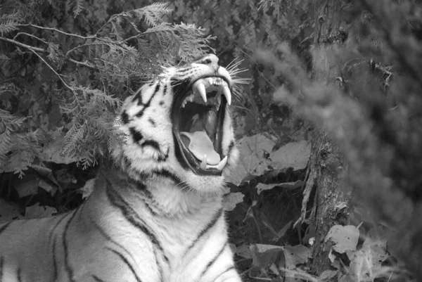 Тигр Panthera Tigris Член Семейства Felidae Является Крупнейшим Четырёх Больших — стоковое фото