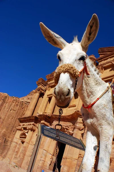 Ürdün Petra Renkli Geleneksel Koşum Takımlarıyla Turistleri Antik Nabatean Şehrinden — Stok fotoğraf