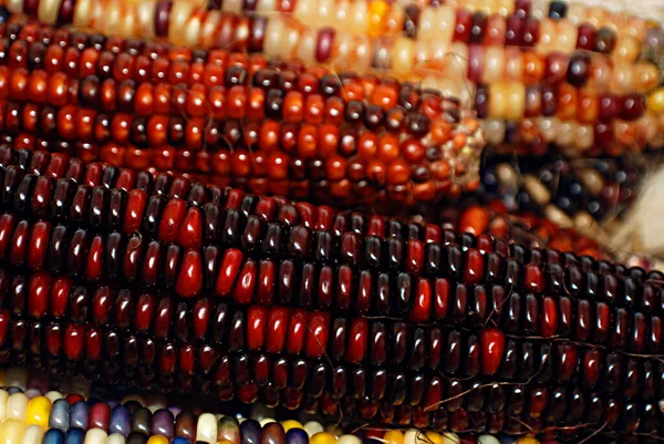 Iloinen Värikäs Kuivattu Intialainen Maissi Korissa Koristeena Kiitospäivän Pöydälle Halloweenille — kuvapankkivalokuva