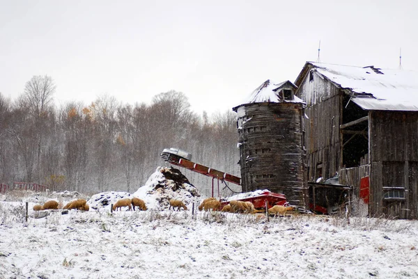 Old sheep, farm in late fall in Bromont, Quebec, Canada