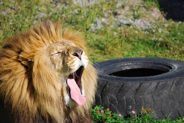 Leeuw Een Van Vier Grote Katten Uit Het Geslacht Panthera — Stockfoto