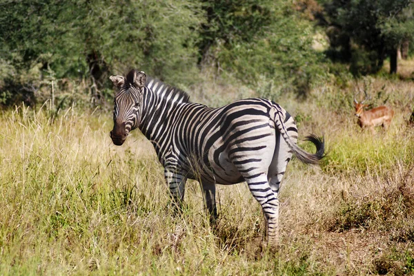 Zèbre Dans Parc Kruger Afrique Sud — Photo