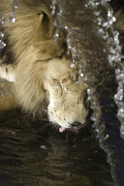 사자는 판테라 Panthera 고양이 하나이며 고양이 Felidae 일원이다 몸무게가 250 — 스톡 사진