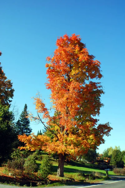 Όμορφο Φθινοπωρινό Τοπίο Στο Bromont Καναδάς — Φωτογραφία Αρχείου