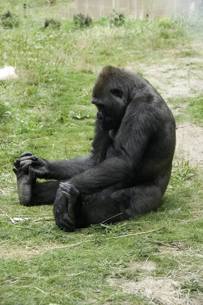 Gorillas Sind Die Größte Überlebende Primatenart Sind Bodenbewohnende Vorwiegend Pflanzenfressende — Stockfoto