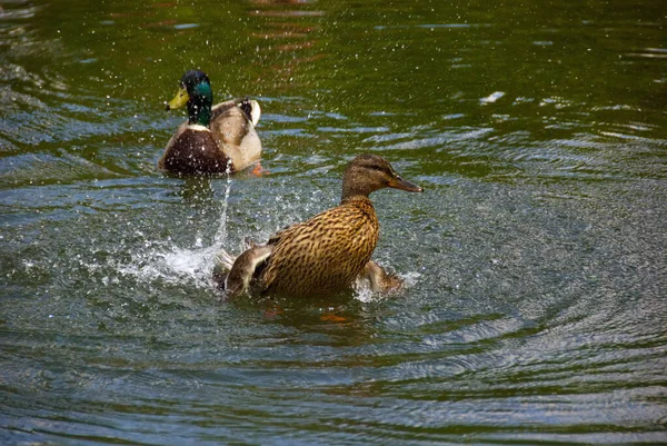 アヒルが池の水に泳ぎ — ストック写真