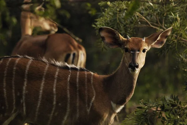 Hluhluwe Imfolozi Park Sudáfrica Nyala Tragelaphus Angasii Antílope Cuernos Espirales —  Fotos de Stock