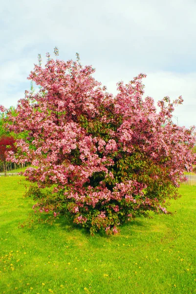 Schöne Rosa Blumen Garten — Stockfoto