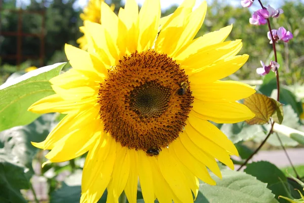 Nahaufnahme Einer Schönen Gelben Sonnenblume Vor Grünem Hintergrund Und Einem — Stockfoto