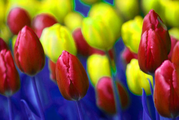 Tulipes Jardin Whistler Colombie Britannique — Photo