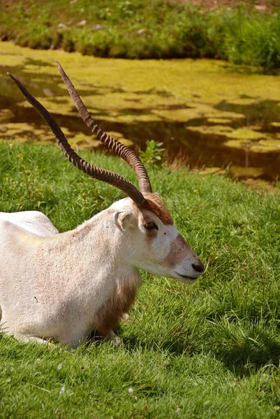 Addax Addax Nasomaculatus Más Néven Fehér Antilop Screwhwhwhwhorn Antilop Egy — Stock Fotó