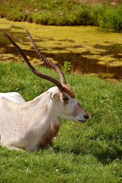 Addax (Addax nasomaculatus), also known as the white antelope and the screwhorn antelope, is an antelope of the genus Addax, that lives in the Sahara desert.