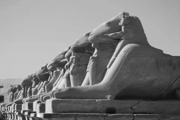 Balanço Beco Com Cabeças Carneiros Templo Karnak Bem Como Várias — Fotografia de Stock