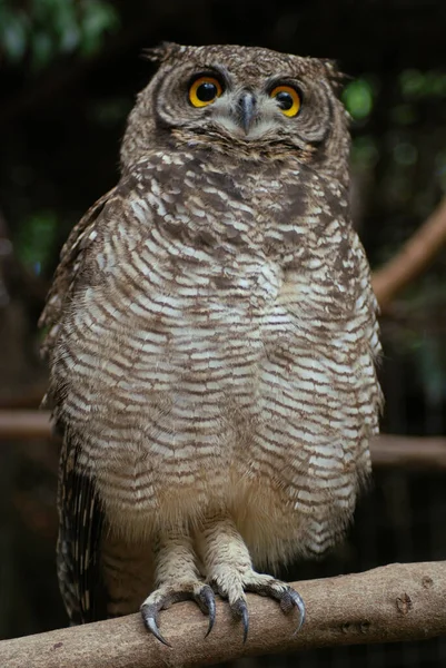 Eurasian Eagle Owl Species Resides Much Eurasia Also Called European — Stock Photo, Image