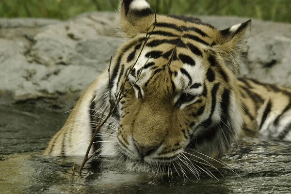 Tigre Panthera Tigris Maior Espécie Gato Terceiro Maior Carnívoro Terrestre — Fotografia de Stock
