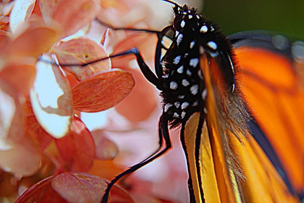 Zbliżenie Motyla Wiosenny Kwiat — Zdjęcie stockowe