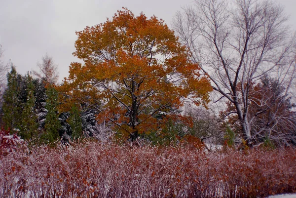 Sen Höst Tidig Vinter Landskap Bromont Östra Township Quebec Kanada — Stockfoto