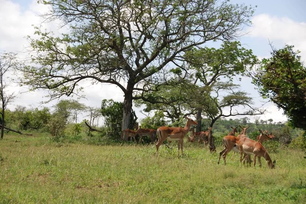 Hluhluwe Imfolozi Park South Africa Impala Aepyceros Melampus 是一种生活在非洲东部和南部的中型羚羊 — 图库照片