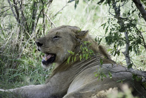 Leeuw Een Van Vier Grote Katten Uit Het Geslacht Panthera — Stockfoto