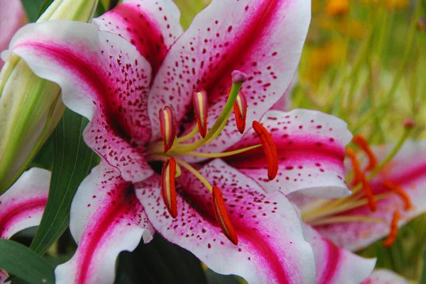 Lilium Género Plantas Herbáceas Con Flores Que Crecen Partir Bulbos —  Fotos de Stock