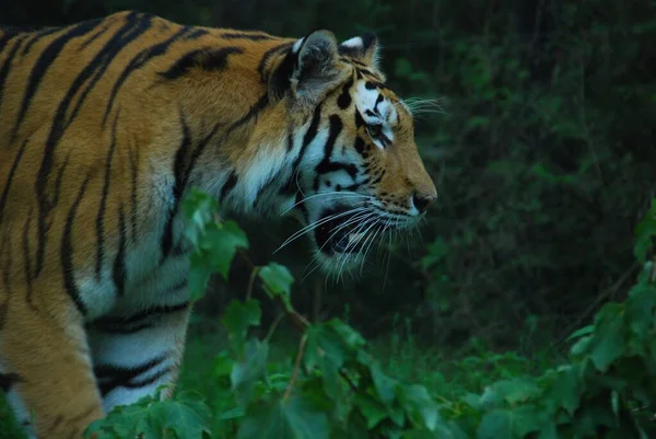 Tygrys Panthera Tygrys Jest Członkiem Rodziny Felidae Jest Największym Czterech — Zdjęcie stockowe