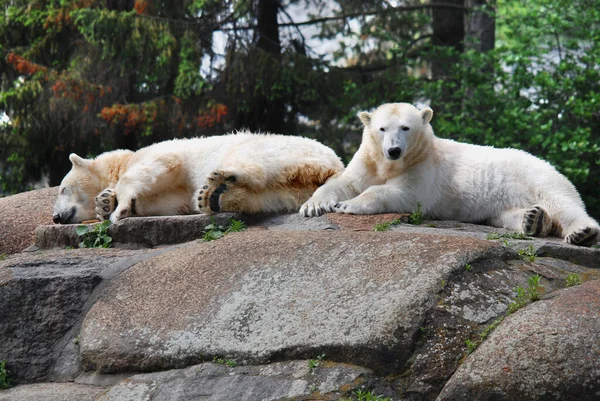 Білий Ведмідь Ursus Maritimus Ведмідь Який Мешкає Переважно Північному Полярному — стокове фото