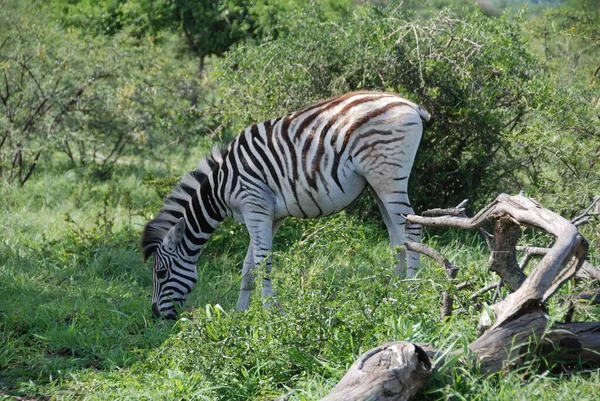 Hluhluwe Imfolozi Park Південна Африка Burchell Zebra Equus Quagga Burchellii — стокове фото