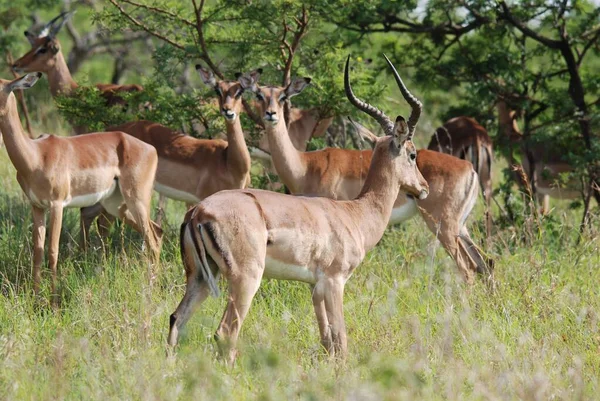 Hluhluwe Imfolozi Park Jižní Afrika Impala Aepyceros Melampus Středně Velká — Stock fotografie